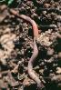 Segmented Earthworm, AWSV01P02_02