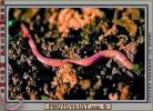 Segmented Earthworm, AWSV01P02_02B