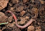 Segmented Earthworm, AWSV01P02_03
