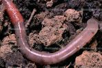 Segmented Earthworm, AWSV01P02_03B