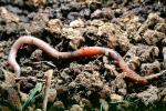 Segmented Earthworm, AWSV01P02_04