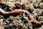 Segmented Earthworm, AWSV01P02_04B
