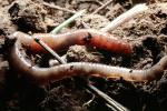 Segmented Earthworm, AWSV01P02_05B