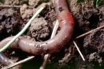 Segmented Earthworm, AWSV01P02_06
