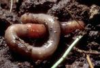 Earthworm, Terrestrial