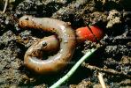 Earthworm, Terrestrial, AWSV01P02_08