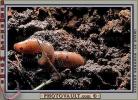 Earthworm, Terrestrial, AWSV01P02_09