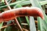 Segmented Earthworm, AWSV01P02_13B