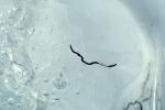 Ice Worms, Aquatic, AWSV01P02_14