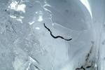 Ice Worms, Aquatic, AWSV01P02_15