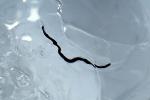 Ice Worms, Aquatic, AWSV01P02_15B