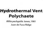 Hydrothermal Vent Polychaete, Riftia pachyptila, Juan de Fuca Ridge