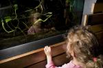 girl looking into a snake terrarium, AZPD01_005