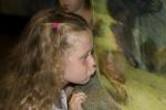 Girl looking into a fish tank, aquarium, AZPD01_020