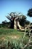 Baobab Tree, curly, twisted shapes, Adansonia, twistree, AZPV01P05_04