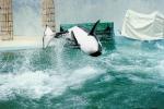 Jumping Killer Whale, orca