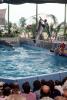 Jumping Dolphin, AZPV01P09_15