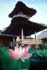 Lotus Flower, Island of Bali