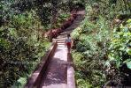 boy walking, steps, stairs, jungle