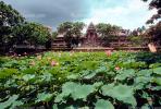 Pond, Lily pads, lotus flowers, building, Toadstools, broad leaved plant