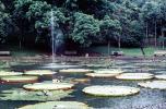 Giant Lily Pads, toadstools, pond, lake, broad leaved plant, huge, floating, fountain, benches, park, Victoria water-lilies, gardens, CADV01P10_16