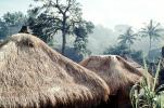 grass thatched huts, homes, houses, roofs, building, Sod