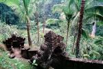Palm Trees, steps, jungle, Como Shambhala hotel, formerly Begawan Giri Estate, Ubud, Bali, CADV01P13_16