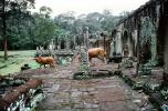 Temple Ruins, Cow