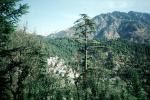 Forest, Trees, Mountains, Dharamsala, Himachal Pradesh, CAIV02P05_10