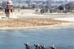 Camels, River, Agra, Uttar Pradesh