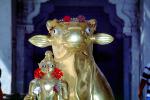 Sacred Cow, gold, Holy, Statue, deity, Mount Abu, CAIV03P14_14