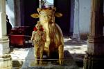 Sacred Cow, gold, Holy, Statue, deity, Mount Abu, CAIV03P14_15