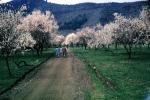 springtime on a cloudy day, Kashmir, bloom, spring, dirt road, walking, women, girls, females, unpaved, CAIV04P03_11