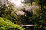 Garden, Taiko Bridge, Cherry Blossoms, water, springtime, 1950s, CAJV03P13_05.0635