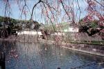 Gardens, Imperial Palace, Cherry Blossom, CAJV04P02_19