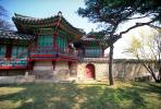 Pagoda, sacred place, building, tree, lawn