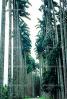 Tree Lined Street, Palm Trees