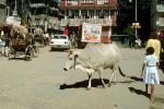 Brahma Bull, Cattle, Street, Buildings, Kathmandu, CANV01P01_10B