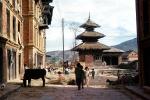 pagoda, cow, buildings, street, Dhulikhel