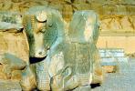 Horse Sculpture, Persepolis, 1950s, CARV01P05_01.0631