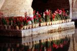 Flowers, Water, Reflection, Esfaha, Bridge-of-33-arches, Zayandeh River, Isfahan, CARV02P02_05