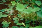 toadstools, lily pads, pond, broad leaved plant