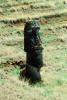 Moai, Face, Statue, Rock, Stone, Rapa Nui National Park, Easter Island, Isla de Pascua, landmark, CBHV01P03_16B