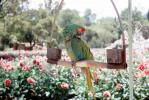 Parrot, Gardens