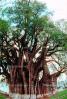 tree of Tule (Taxodium mucronatum), Santa Maria the Tule, CBMV03P15_09.1513
