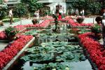 pond, lily pads, Toadstools, broad leaved plant, Butchart Gardens, Victoria, CCBV02P14_16
