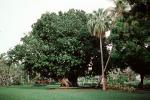 Botanical Gardens, Tahitian Walnut Tree, Palm Tree, Suva, CDFV01P02_15