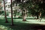 Thurston Gardens, Botanical Garden, Suva, CDFV01P04_13