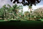 Thurston Gardens, Botanical Garden, Suva, CDFV01P04_14