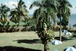 Grand Pacific Hotel, Gardens, Parasol, Trees, Suva